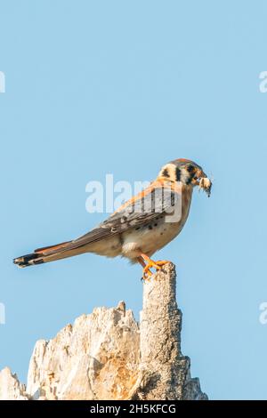 Porträt eines amerikanischen Turmfalken (Falco sparverius), der auf einem schmalen Baumwollholzstumpf (Populus angustifolia) sitzt, mit Beute im Mund... Stockfoto