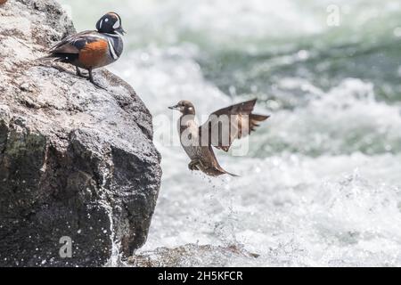 Harlekin Ente fliegt