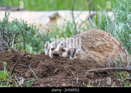 Ein amerikanischer Dachs (Taxidea Taxus), der im Schmutz auf dem Platz ruht; Yellowstone National Park, Vereinigte Staaten von Amerika Stockfoto