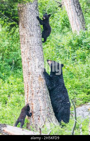 Die amerikanische Schwarzbär (Ursus americanus) Sau lehrte ihre beiden Jungen, im Yellowstone National Park eine Douglasie-Tanne (Pseudotsuga menzierii) zu besteigen. ... Stockfoto