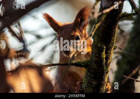 Ein schönes rotes Eichhörnchen im Wald blickt mit Interesse auf die Kamera und blickt hinter einem Baum hervor. Eichhörnchen Nahaufnahme Porträt. Stockfoto