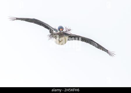 Ein blauäugiger Shag (Phalacrocorax atriceps), der mit Zweigen im Mund fliegt, um sein Nest zu bauen; Falklandinseln, Antarktis Stockfoto