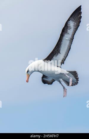 Ein Schwarzbrauenalbatros (Thalassarche melanophrys), der gegen einen blauen Himmel fliegt, während er nach unten schaut und nach Nahrung sucht Stockfoto