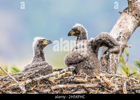 Nahaufnahme eines Portraits von zwei Weißkopfseeadlern, Küken (Haliaeetus leucocephalus), die sich im Nest vereinigen; Minnesota, USA Stockfoto