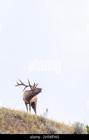 Der Bullenelch (Cervus canadensis) steht auf einem Hügel und ruft, um seine Anwesenheit mit einer Reihe von Grunzen, knallenden Klängen, Pfeifen, einem... Stockfoto