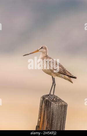 Marmorierte Gottheit, Limosa fedoa, die auf einem Holzpfosten ausharrt. Stockfoto