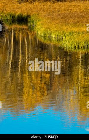 Die goldenen Herbstfarben der quakenden Espenbäume (Populas tremuloides) spiegeln sich im ruhigen Wasser entlang einer grasbewachsenen Küste im Grand Teton National Park wider Stockfoto