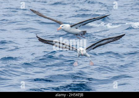 Ein Paar Schwarzbrauen-Albatrosse (Thalassarche melanophrys), die über den Meereswellen fliegen; Südgeorgien-Insel, Antarktis Stockfoto