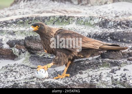 Porträt einer gestreifte Karakara (Phalcoboenus australis), die am felsigen Strand mit einem Fuß auf einem gefundenen Gentoo-Pinguin-Ei steht Stockfoto