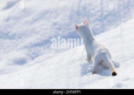 Blick von hinten auf ein in seinem weißen Wintermantel getarntes Kurzschwanzweasel (Mustela erminea) mit Blick auf die schneebedeckte Landschaft Stockfoto