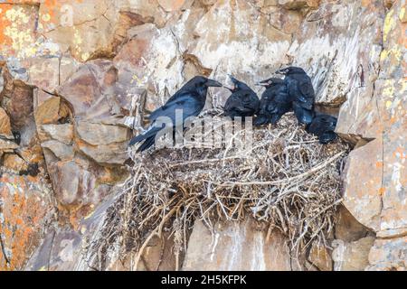 Raben (Corvus corax), die mit ihren Küken auf einer felsigen Klippe in ihrem Nest thronten; Yellowstone-Nationalpark, Vereinigte Staaten von Amerika Stockfoto