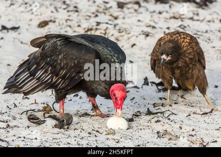 Putengeier (Cathartes Aura) stehen am Strand und fressen ein Gentoo-Pinguin-Ei, während ein gestreifter Caracara (Phalcoboenus australis) zuschaut Stockfoto