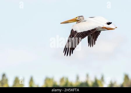 Ein amerikanischer weißer Pelikan (Pelecanus erythrorhynchos), der in einem klaren blauen Himmel fliegt; Montana, USA Stockfoto