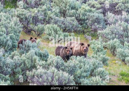 Braunbär-Sau (Ursus arctos) mit ihren zwei Jungen, die durch ein Sageburtsfeld wandern; Yellowstone National Park, Vereinigte Staaten von Amerika Stockfoto