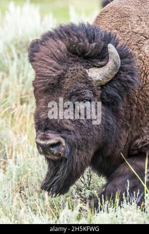 Nahaufnahme eines Bison-Bullen (Bison Bison) auf einem Sageburst-Feld; Yellowstone National Park, Wyoming, USA Stockfoto