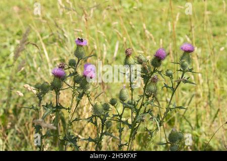 Wunderschöne Speerdistel, Cirsium vulgare blüht an einem warmen Sommertag in Estland, Nordeuropa. Stockfoto