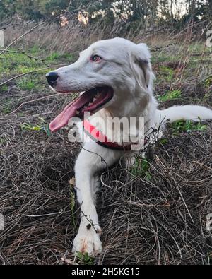 Weißer Hund, der im Gras sitzt Stockfoto