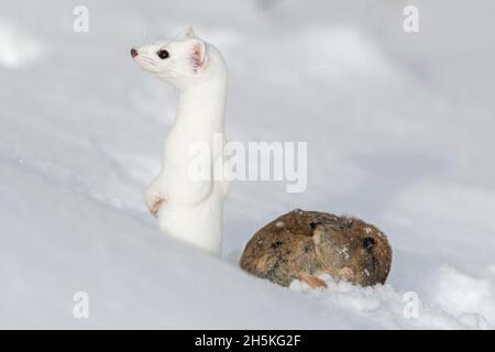 Ein Kurzschwanzweasel (Mustela erminea), getarnt in seinem weißen Wintermantel, der im Schnee neben seiner Beute steht, eine Bergvole (Microtus mont... Stockfoto