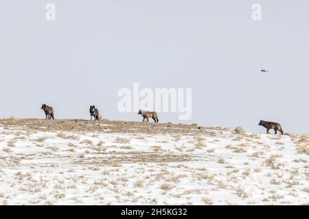 Ein Rudel Wölfe (Canis lupus) sammelte sich auf einem schneebedeckten Hügel im Yellowstone National Park; Wyoming, Vereinigte Staaten von Amerika Stockfoto