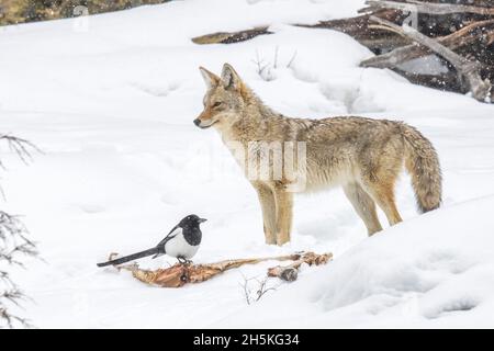 Ein Kojote (Canis latrans) steht im Winter neben einem Elchkadaver (Cervus canadensis), während eine Schwarzschnabelelster (Pica pica) die Reste durchstreift Stockfoto