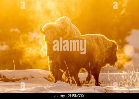 Ein Paar von frostbedeckten Bisons (Bison Bison), die auf einem schneebedeckten Feld stehen, mit goldenem Morgenlicht, das den Dampf aus ihren Körpern erhellt Stockfoto