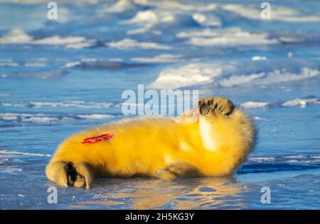 Neugeborener Harfenrobbenhund (Phoca groenlandicus), der auf dem eisigen Ufer liegt und seine Augen vor dem hellen Sonnenlicht schützt; Kanada Stockfoto