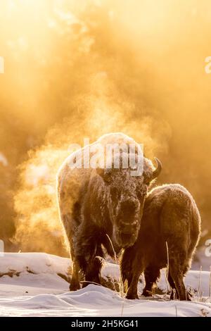 Ein Paar von frostbedeckten Bisons (Bison Bison), die auf einem schneebedeckten Feld stehen, mit goldenem Morgenlicht, das den Dampf aus ihren Körpern erhellt Stockfoto