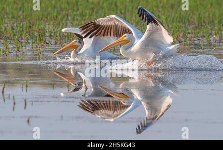 Paar amerikanische weiße Pelikane (Pelecanus erythrorhynchos), die in der Nähe des Ufers in Alum Creek mit ausgestreckten Flügeln landen, die... Stockfoto