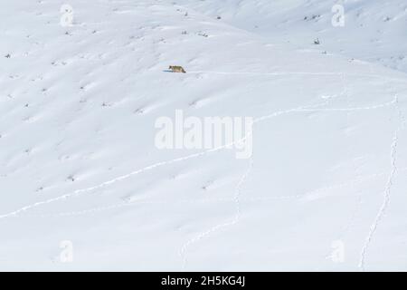 Ein einbunter Kojote (Canis latrans), der über die schneebedeckte Landschaft auf der Suche nach Nahrung geht und Spuren im Schnee macht Stockfoto