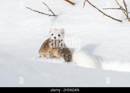 Ein in seinem weißen Wintermantel getarntes Kurzschwanzweasel (Mustela erminea), das mit seiner Beute auf die Kamera schaut, eine... Stockfoto