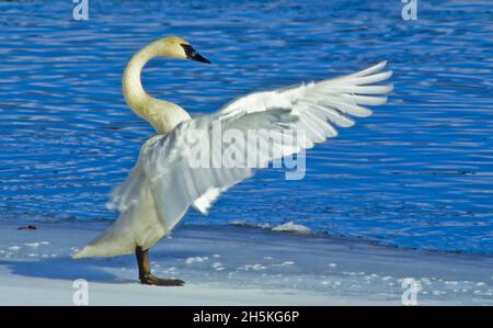 Trompeter-Schwan (Cygnus buccinator), der am schneebedeckten Ufer neben dem blauen Wasser steht und seine Flügel an einem kalten Wintertag im Sonnenlicht ausbreitet. T... Stockfoto