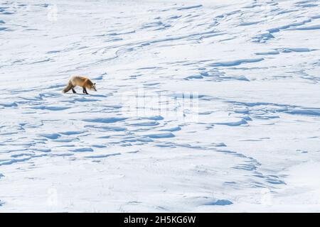 Rotfuchs (Vulpes vulpes), der durch eine schneebedeckte Landschaft geht und unter den Schneeverwehungen nach Beute lauscht Stockfoto