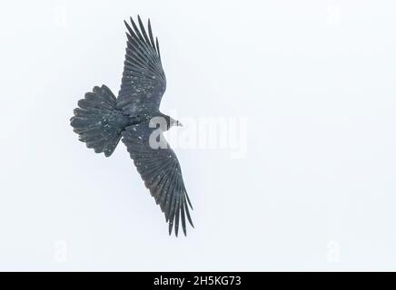 Raven (Corvus corax), der im Winter in der Luft vor weißem Hintergrund fliegt; Montana, Vereinigte Staaten von Amerika Stockfoto