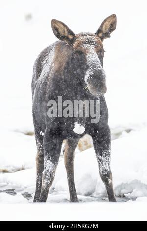 Nahaufnahme eines frostbedeckten Elches (Alces alces), der im Schnee steht und die Kamera anschaut Stockfoto