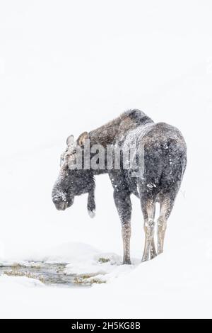 Blick von hinten auf einen frostbedeckten Elch (Alces alces), der im Schnee steht und während eines starken Schneefalls füttert Stockfoto