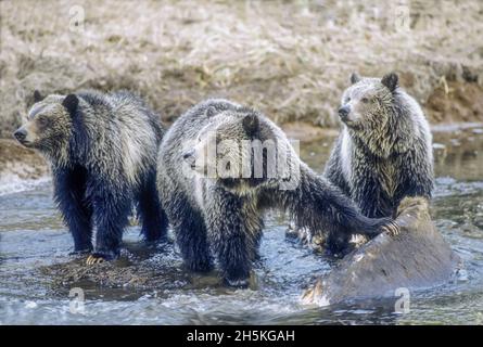 Drei Braunbären (Ursus Arctos) säen und Jungen, die nahe am Ufer stehen und an einem Bison (Bison Bison)-Kadaver festhalten, den sie im Wasser gefunden haben, Yellowst... Stockfoto