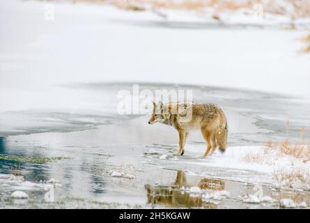 Ein Kojote (Canis latrans) hielt am Wasserrand eines schneebedeckten Teiches im Lamar-Tal an, bevor er hinüber watte, um Nahrung zu finden Stockfoto