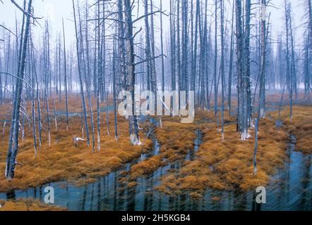 Abgestorbene Kiefern (Pinus contorta) in einem thermischen Abflusskanal im Lower Geyser Basin, auch bekannt als bobby sox-Bäume aufgrund der weißen, ... Stockfoto