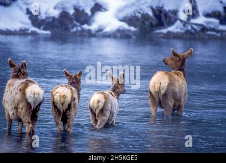 Blick von hinten auf vier Elche (Cervus canadensis), die im Winter in das kalte Wasser des Madison River watten Stockfoto