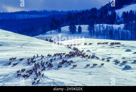 Herde von Kühen, Kälbern und jungen Stierelelchen (Cervus canadensis) versammeln sich in den unteren Höhen entlang der schneebedeckten Felder, die von älteren Kühen... Stockfoto