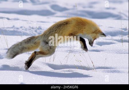 Ein Rotfuchs (Vulpes vulpes), der nach Mäusen und anderen Nagetieren jagt, springt in die Luft, um an einem sonnigen Wintertag versteckt unter dem Schnee auf seine Beute zu stürzen Stockfoto