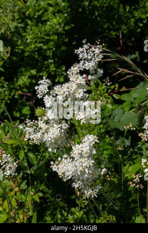 Weiße Blüten von Wasserdropfenkraut, auch Filipendula vulgaris oder Mädesüß genannt Stockfoto