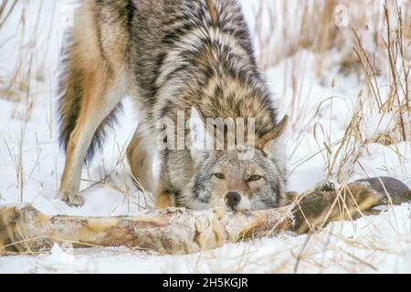 Ein Kojote (Canis latrans) nagt im Winter an einem Bison-Bison-Bein; Nordamerika Stockfoto