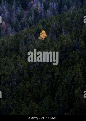 Eine einsame Lärche in einem Meer aus Tannen während der Herbstfarben. Stockfoto