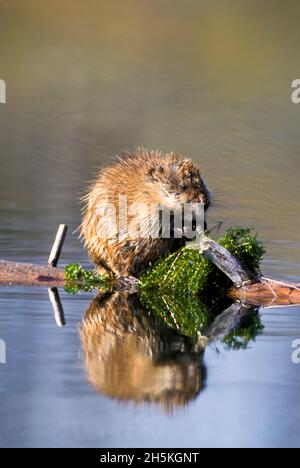 Nahaufnahme eines Bisamratten (Ondatra zibethicus), der auf einem Baumstamm im Wasser sitzt und sich von Wasserpflanzen ernährt; Vereinigte Staaten von Amerika Stockfoto