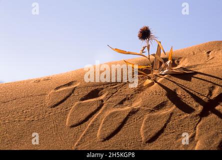 Spuren auf einem Sanddünenhang, der sowohl einen Aufdruck als auch ein Reliefmuster mit einer getrockneten Wüstenblume schafft, die aus dem Sand gegen einen blauen Himmel... Stockfoto