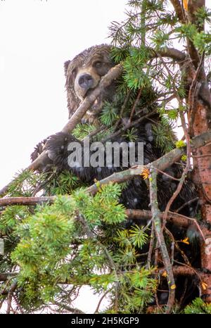 Porträt eines amerikanischen Schwarzbären (Ursus americanus), der die Kamera anschaut, oben in einer weißbark-Kiefer (Pinus albicaulis), die an einem Ast nagt... Stockfoto