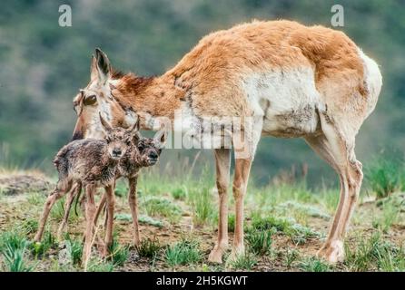 Portrait einer Garnhorn-Antilope (Antilocapra americana), die auf einem Feld steht, mit ihren neugeborenen Zwillingskitzen, die die Kamera im Yellowstone N... Stockfoto