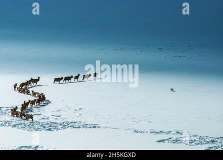 Elche (Cervus canadensis) reisen in einer geschwungenen Linie entlang der schneebedeckten Felder, während ein Kojote (Canis latrans) den gestörten Schnee auf... Stockfoto