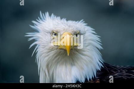 Nahaufnahme eines amerikanischen Weißkopfseeadlers (Haliaeetus leucocephalus) mit vom Wind zerzausten Federn; Alaska, USA Stockfoto